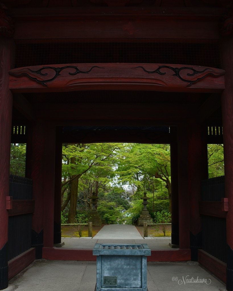 鎌倉妙本寺の青紅葉