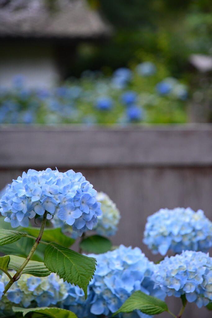 早朝の明月院