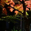 覚園寺の紅葉