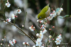 初春　梅が咲く