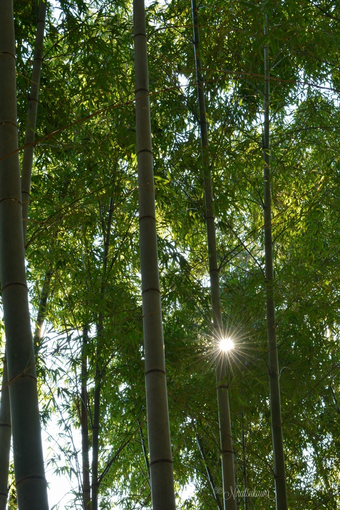 竹林の朝