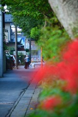 路地裏の散歩道