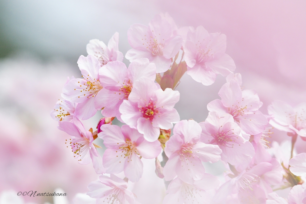 河津桜の春