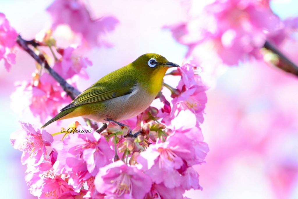 1552309238010河津桜とメジロ