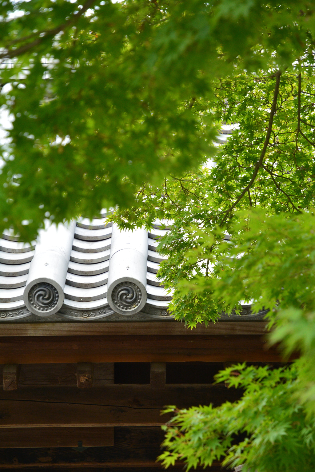 鎌倉、浄光明寺の青紅葉
