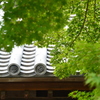 鎌倉、浄光明寺の青紅葉