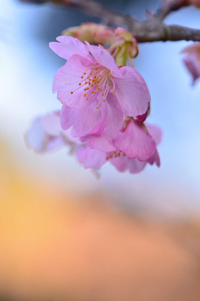 河津桜