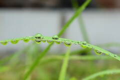 霧雨の日