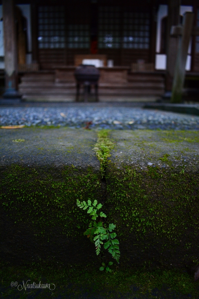 鎌倉覚園寺