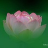 蓮の花