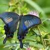 アザミとカラスアゲハ