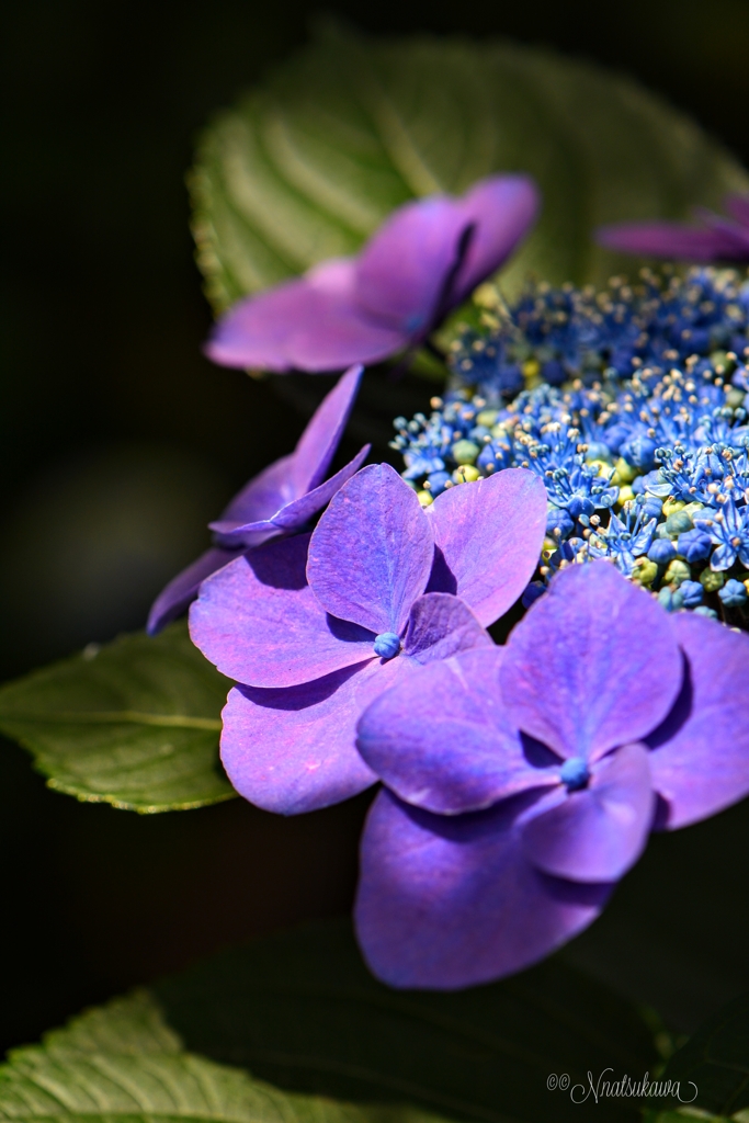 照される紫陽花