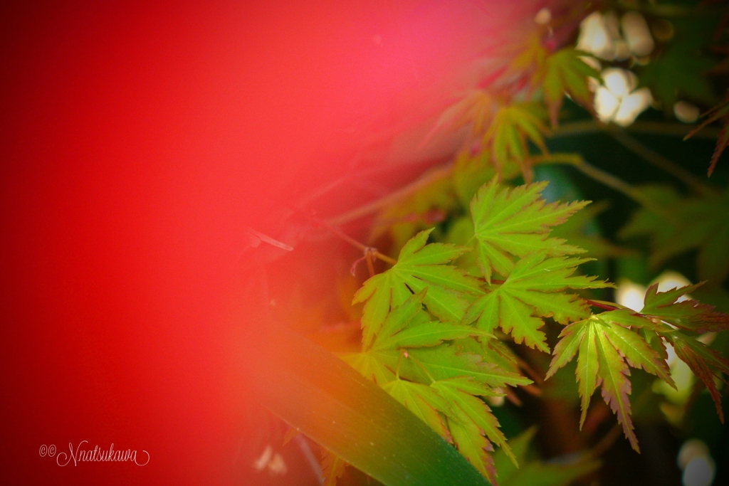 椿と青紅葉