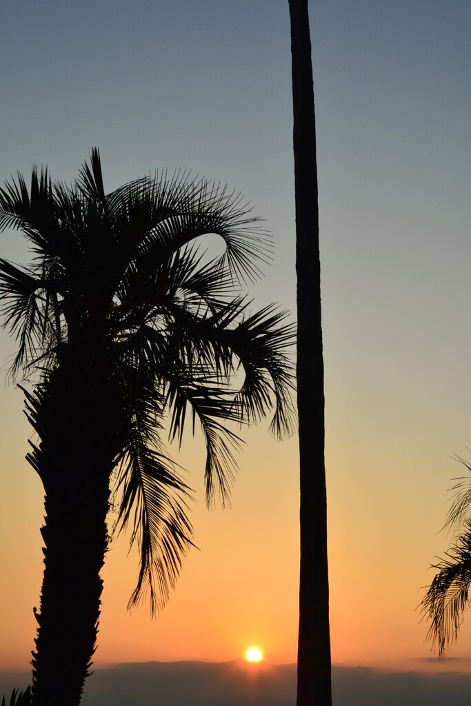 Palmtreeと夕日