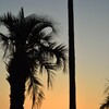 Palmtreeと夕日