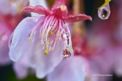 雨に散る河津桜