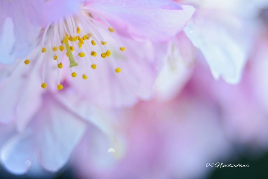 河津桜