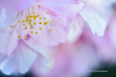 河津桜