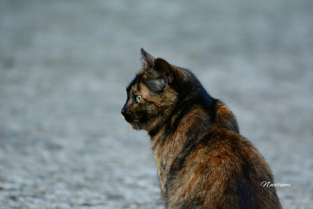 野良猫