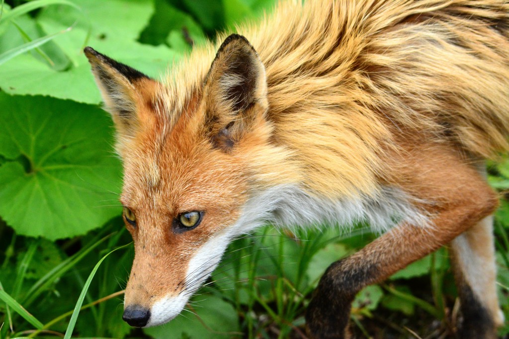 キタキツネ　北海道旅行より