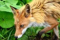 キタキツネ　北海道旅行より