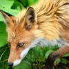 キタキツネ　北海道旅行より