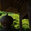 妙本寺の新緑