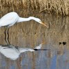 ダイサギが餌探し