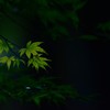 七沢の青紅葉