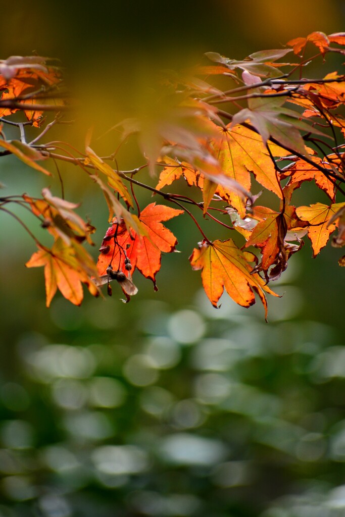 紅葉と玉ぼけ