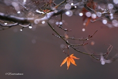 雨上がりの残紅葉