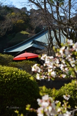 海蔵寺の春