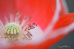 ケシの花