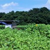 ひまわり畑に夏が来た！ (6)　