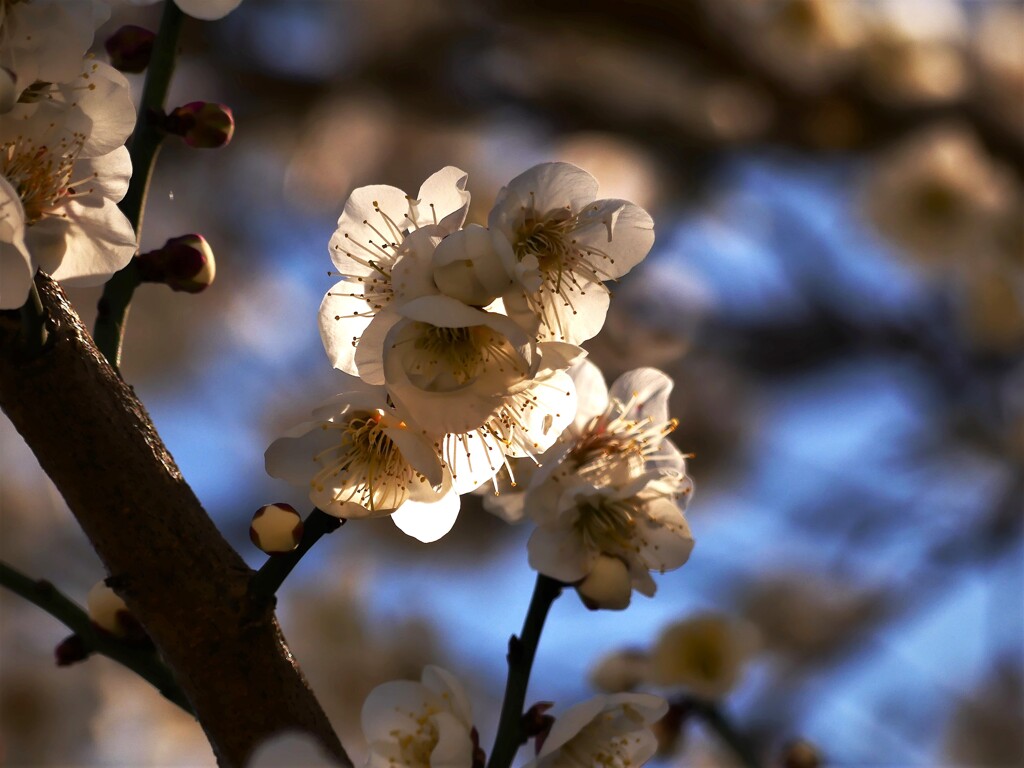 春近し (2)