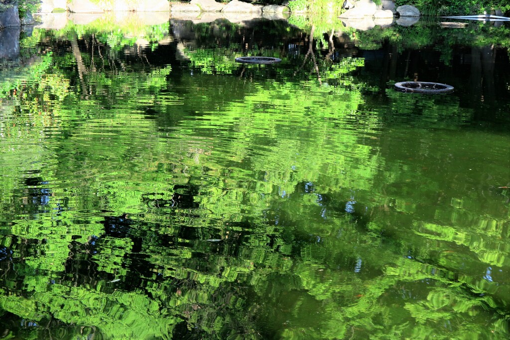 朝の池