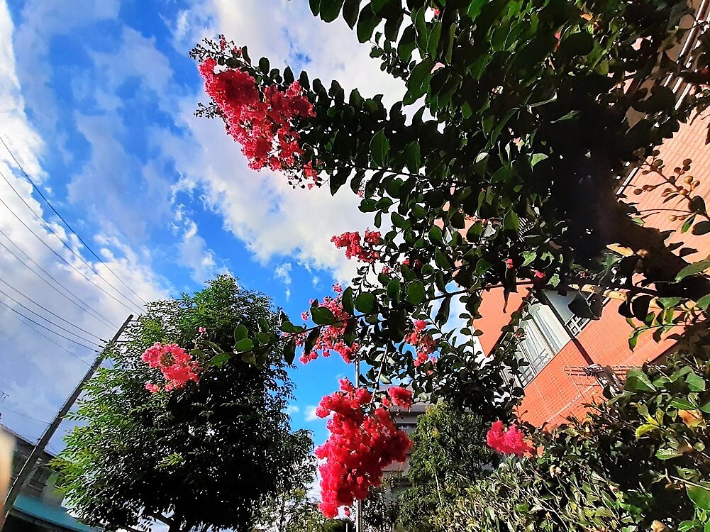 百日紅と夏雲