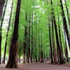 メタセコイアの並木