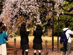 六義園の枝垂れ桜 (2)