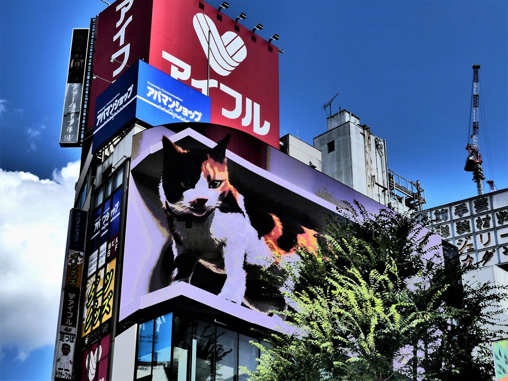 新宿巨大猫 (2)