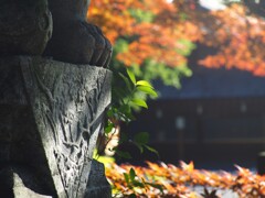 春もみじ (3)