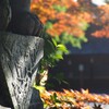 春もみじ (3)