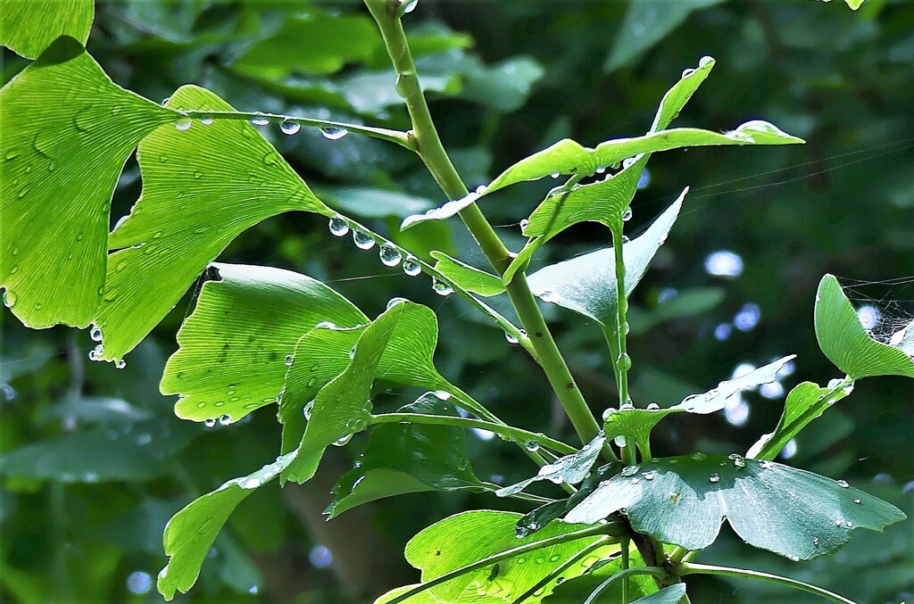 drops