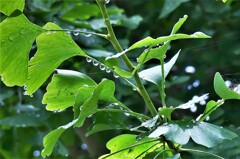 drops