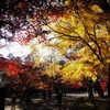平林寺の紅葉 (3)