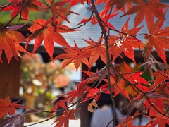 深大寺の紅葉