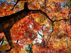 秩父の秋 (1)