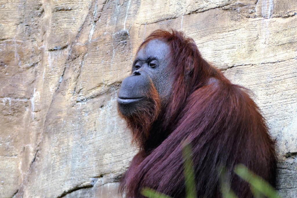 多摩動物公園敗者復活戦②