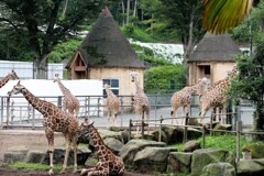 多摩動物公園敗者復活戦③