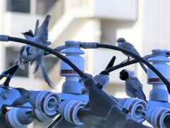 オナガ① トラブル発生？